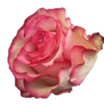 Carrousel Roses d'Equateur Ethiflora